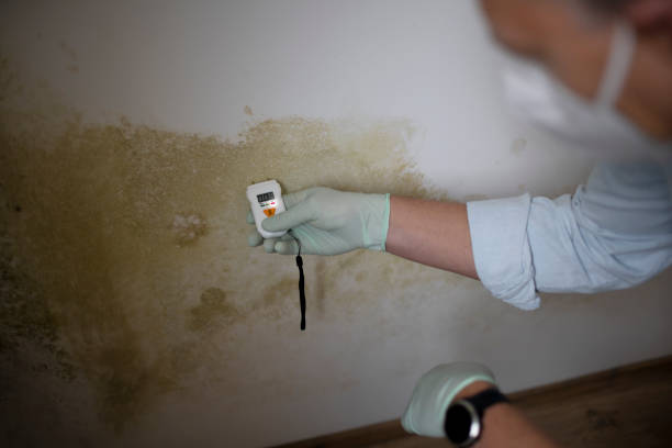 Best Emergency Mold Removal  in Leon, IA
