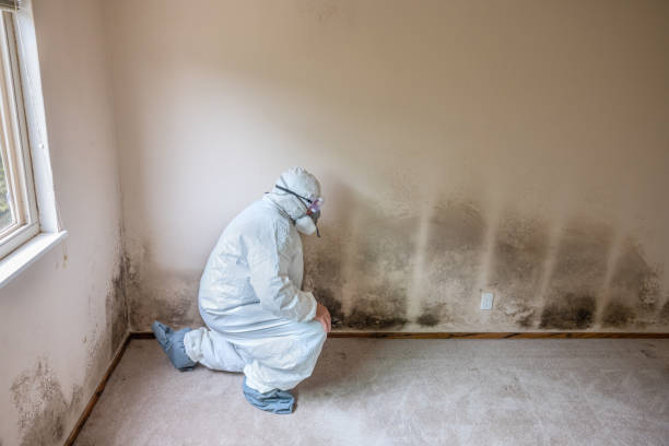 Best Mold Removal and Inspection  in Leon, IA